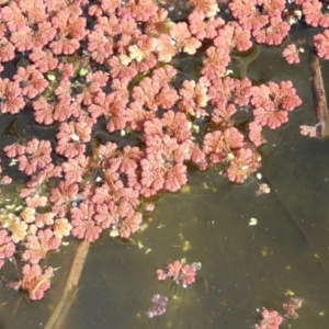 Azolla rubra at Fyshwick, ACT - 31 Jul 2021