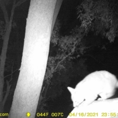 Trichosurus vulpecula (Common Brushtail Possum) at Baranduda, VIC - 16 Apr 2021 by DMeco