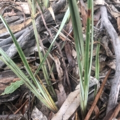 Dianella revoluta var. revoluta (Black-Anther Flax Lily) at Flea Bog Flat to Emu Creek Corridor - 3 Aug 2021 by Dora