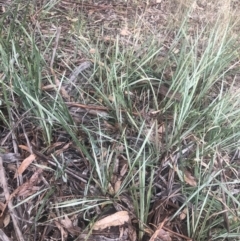 Dianella revoluta var. revoluta at Belconnen, ACT - 3 Aug 2021