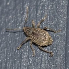 Phlyctinus callosus at Higgins, ACT - 1 Aug 2021 06:46 PM