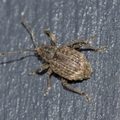 Phlyctinus callosus at Higgins, ACT - 1 Aug 2021 06:46 PM