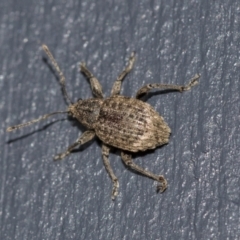 Phlyctinus callosus at Higgins, ACT - 1 Aug 2021