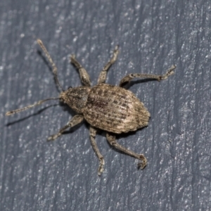 Phlyctinus callosus at Higgins, ACT - 1 Aug 2021