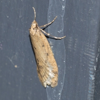 Oecophoridae (family) (Unidentified Oecophorid concealer moth) at Higgins, ACT - 3 Aug 2021 by AlisonMilton