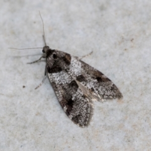 Lepidoscia heliochares at Higgins, ACT - 3 Aug 2021