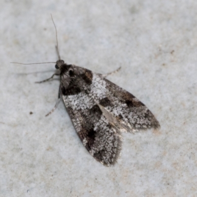 Lepidoscia heliochares (Lepidoscia heliochares) at Higgins, ACT - 3 Aug 2021 by AlisonMilton