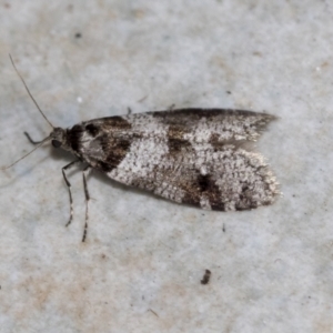 Lepidoscia heliochares at Higgins, ACT - 3 Aug 2021