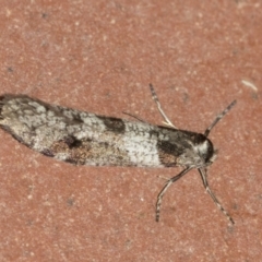 Lepidoscia heliochares at Higgins, ACT - 3 Aug 2021