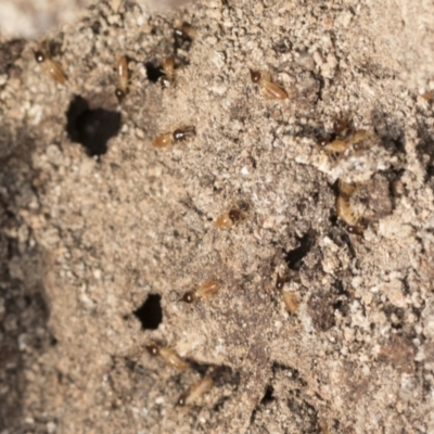 Nasutitermes sp. (genus) at Bruce Ridge to Gossan Hill - 22 Jul 2021 by AlisonMilton