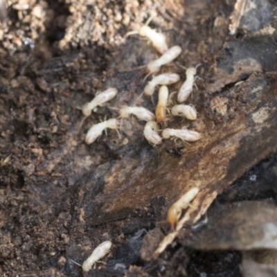 Coptotermes sp. (genus) - 1 Jan 1900 by AlisonMilton