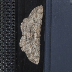 Ectropis excursaria (Common Bark Moth) at Higgins, ACT - 3 Aug 2021 by AlisonMilton