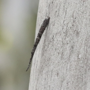 Conoeca guildingi at Kambah, ACT - 3 Aug 2021