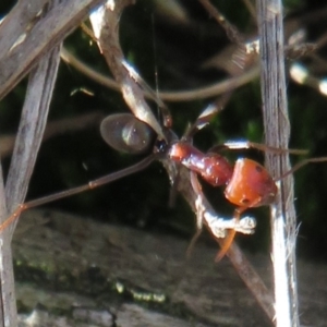 Iridomyrmex purpureus at Downer, ACT - 30 Jul 2021 02:56 PM