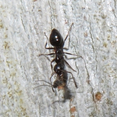 Myrmecorhynchus emeryi (Possum Ant) at Bruce, ACT - 30 Jul 2021 by Christine