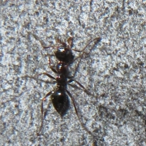 Myrmecorhynchus emeryi at Downer, ACT - 30 Jul 2021