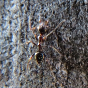 Myrmecorhynchus emeryi at Downer, ACT - 30 Jul 2021