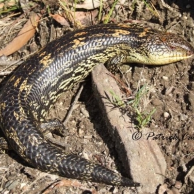 Tiliqua nigrolutea (Blotched Blue-tongue) at Blue Mountains National Park, NSW - 2 Dec 2007 by PatrickCampbell