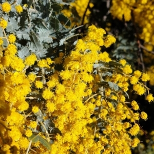 Acacia baileyana at Cook, ACT - 3 Aug 2021 09:47 AM