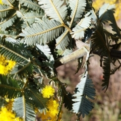 Acacia baileyana at Cook, ACT - 3 Aug 2021