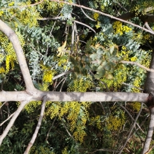 Acacia baileyana at Cook, ACT - 3 Aug 2021