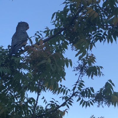 Callocephalon fimbriatum (Gang-gang Cockatoo) at Belconnen, ACT - 12 Jan 2021 by Dora