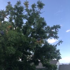 Callocephalon fimbriatum at Belconnen, ACT - suppressed