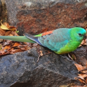 Psephotus haematonotus at Stirling, ACT - 20 Jul 2021