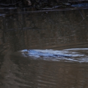 Ornithorhynchus anatinus at Fyshwick, ACT - 3 Aug 2021