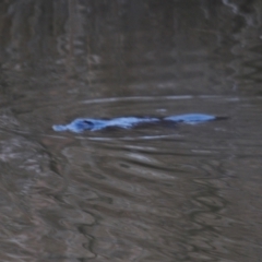 Ornithorhynchus anatinus at Fyshwick, ACT - 3 Aug 2021 07:29 AM