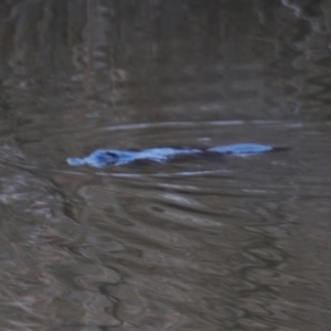 Ornithorhynchus anatinus at Fyshwick, ACT - 3 Aug 2021