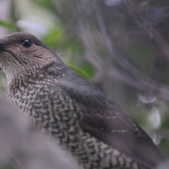 Ptilonorhynchus violaceus (Satin Bowerbird) at Stirling, ACT - 28 Jul 2021 by Harrisi