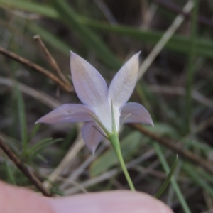 Wahlenbergia luteola at Bruce, ACT - 11 Apr 2021 04:44 PM