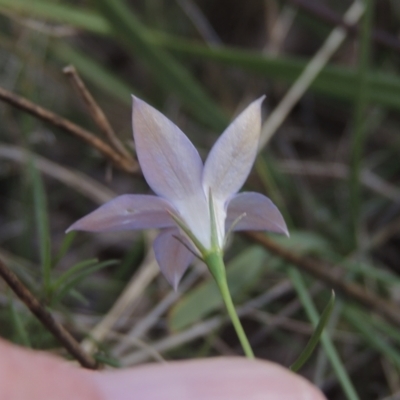 Wahlenbergia luteola (Yellowish Bluebell) at Flea Bog Flat, Bruce - 11 Apr 2021 by michaelb