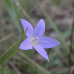 Wahlenbergia luteola at Bruce, ACT - 11 Apr 2021 04:44 PM