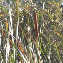 Typha orientalis (Broad-leaved Cumbumgi) at Flea Bog Flat, Bruce - 11 Apr 2021 by michaelb