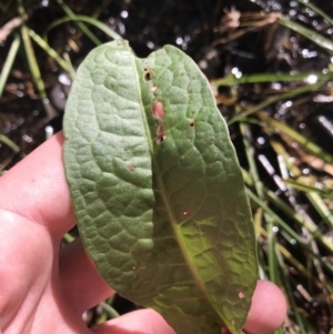 Rumex sp. at Deakin, ACT - 31 Jul 2021