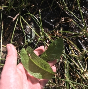 Rumex sp. at Deakin, ACT - 31 Jul 2021