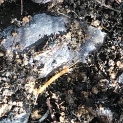 Lithobiomorpha (order) (Unidentified stone centipede) at Deakin, ACT - 31 Jul 2021 by Tapirlord
