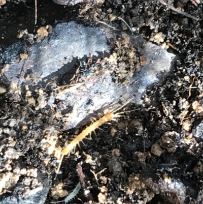 Lithobiomorpha (order) (Unidentified stone centipede) at Deakin, ACT - 31 Jul 2021 by Tapirlord