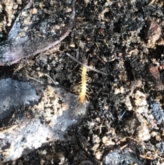 Lithobiomorpha (order) at Deakin, ACT - 31 Jul 2021 01:40 PM