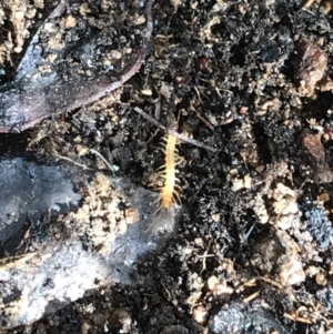 Lithobiomorpha (order) at Deakin, ACT - 31 Jul 2021 01:40 PM