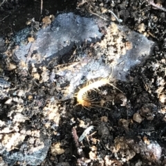 Lithobiomorpha (order) at Deakin, ACT - 31 Jul 2021 01:40 PM