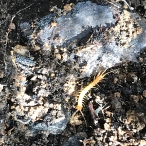 Lithobiomorpha (order) at Deakin, ACT - 31 Jul 2021 01:40 PM