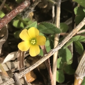 Oxalis sp. at Deakin, ACT - 31 Jul 2021 01:49 PM