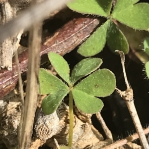 Oxalis sp. at Deakin, ACT - 31 Jul 2021 01:49 PM