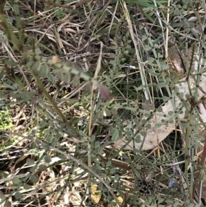 Indigofera adesmiifolia at Deakin, ACT - 31 Jul 2021