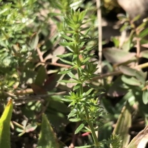 Asperula conferta at Deakin, ACT - 31 Jul 2021 02:02 PM