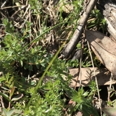 Asperula conferta at Deakin, ACT - 31 Jul 2021 02:02 PM