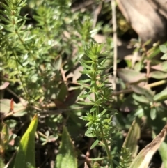 Asperula conferta at Deakin, ACT - 31 Jul 2021 02:02 PM